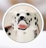 3D Hand-painted Spotted Dog Ceramic Cup With Cover Spoon Couple Tea Cup Milk Mug